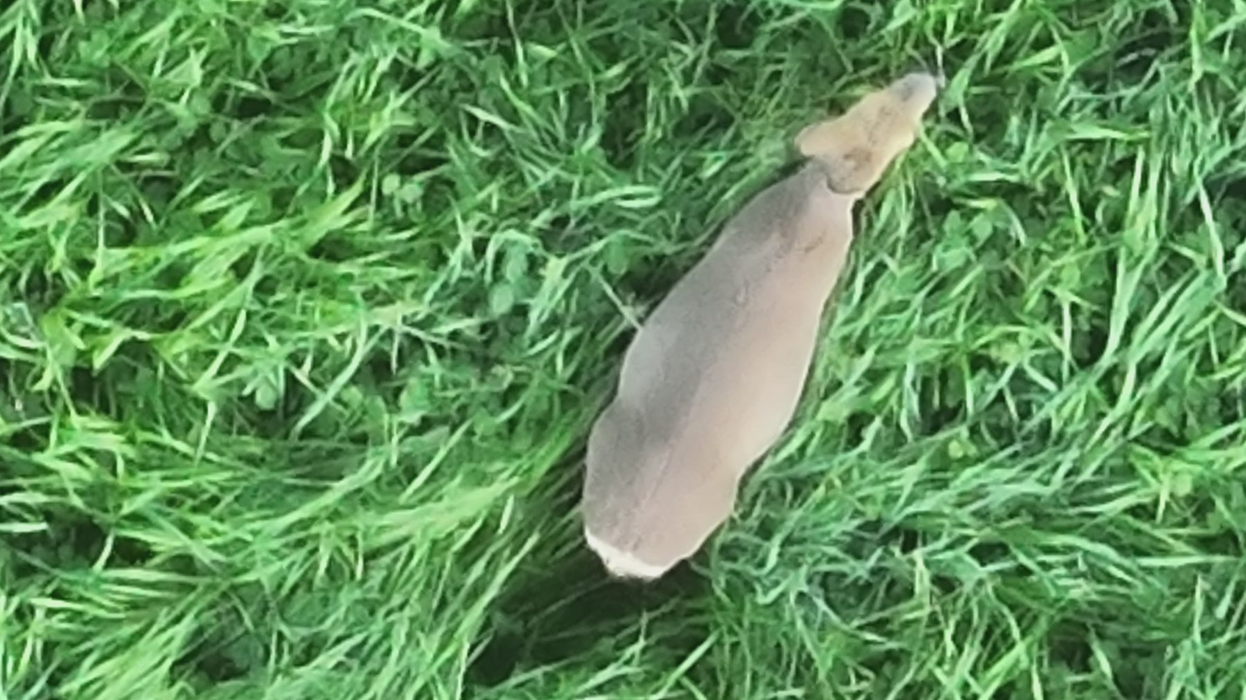 Rehkitz im hohen Gras aus der Drohnenperspektive